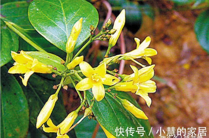 “美丽有毒”的植物，快来认识11种“毒花毒果”，不吃亏不上当