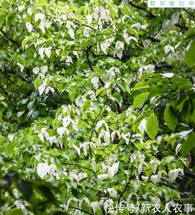 白鸽|“植物大熊猫”成片现身四川青川，花如白鸽，距今已有6000多年