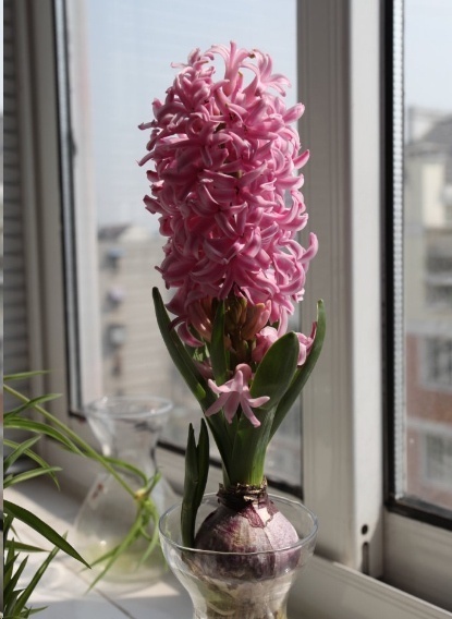 风信子|这18种超级好养的植物,养花新手也能养的很好!