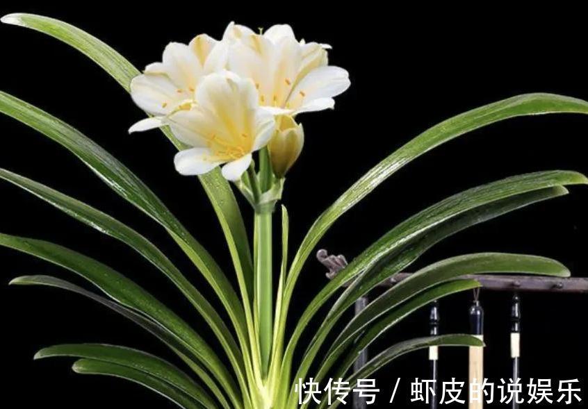 君子兰为什么会烂根,5个原因告诉你