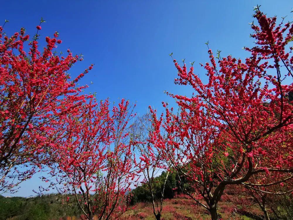 中年|春风吹，桃花开！