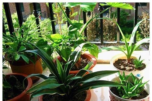 3种土，不要钱也别用来养花，养啥都长不好，白费力！