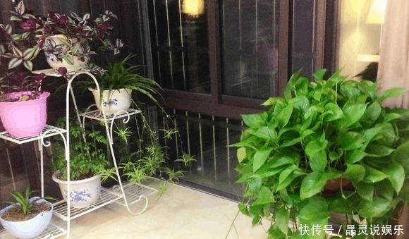 绿萝想|绿萝想打了鸡血一样爆盆,这3招您得学