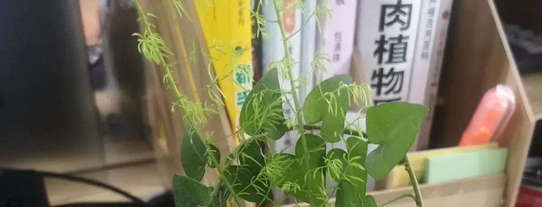 这几种花，要是秋天不扦插，错过就等1年