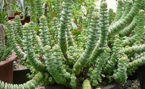 浇水|多肉钱串怎么养，才能长满花盆，株型更美观