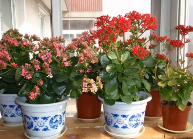 长寿花开花少做好四点很重要,枝繁叶绿开花多,迅速爆盆!