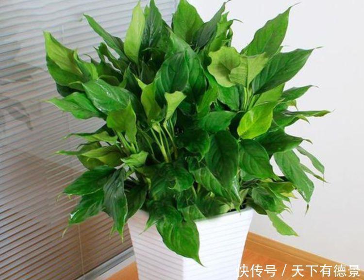 观赏价值|养花就养这几款,郁郁葱葱,四季常青,有很高的观赏价值