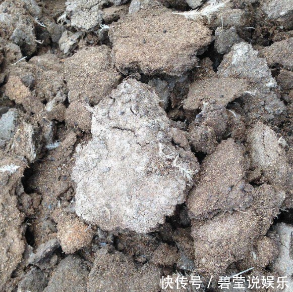 想要“百合竹”更加油绿,还爆盆,“3个要素”需到位,缺一不可