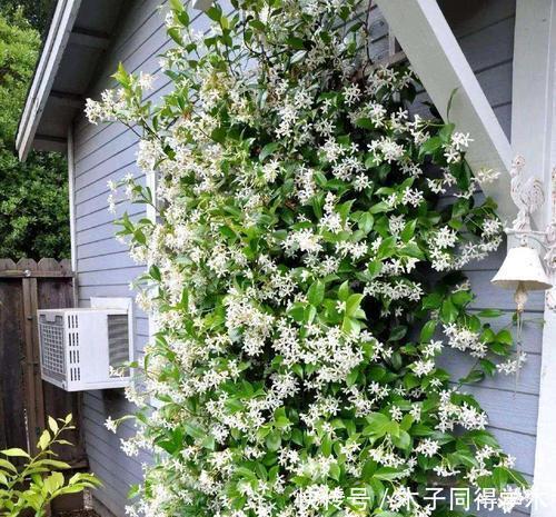 养护|有个院子只会养月季?种下两种藤本花,开花美香味浓,养护真省心