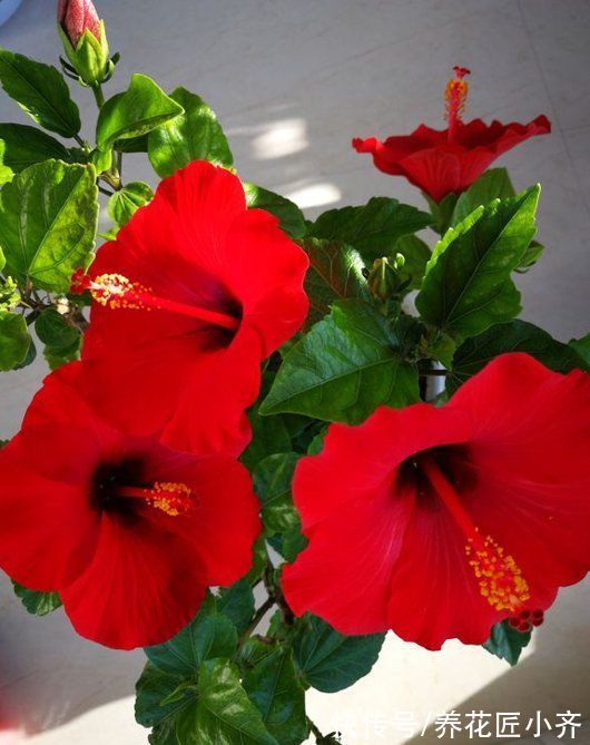 9种“巨花”植物,开花堪比“脸盘”,美得很独特,美得很霸气