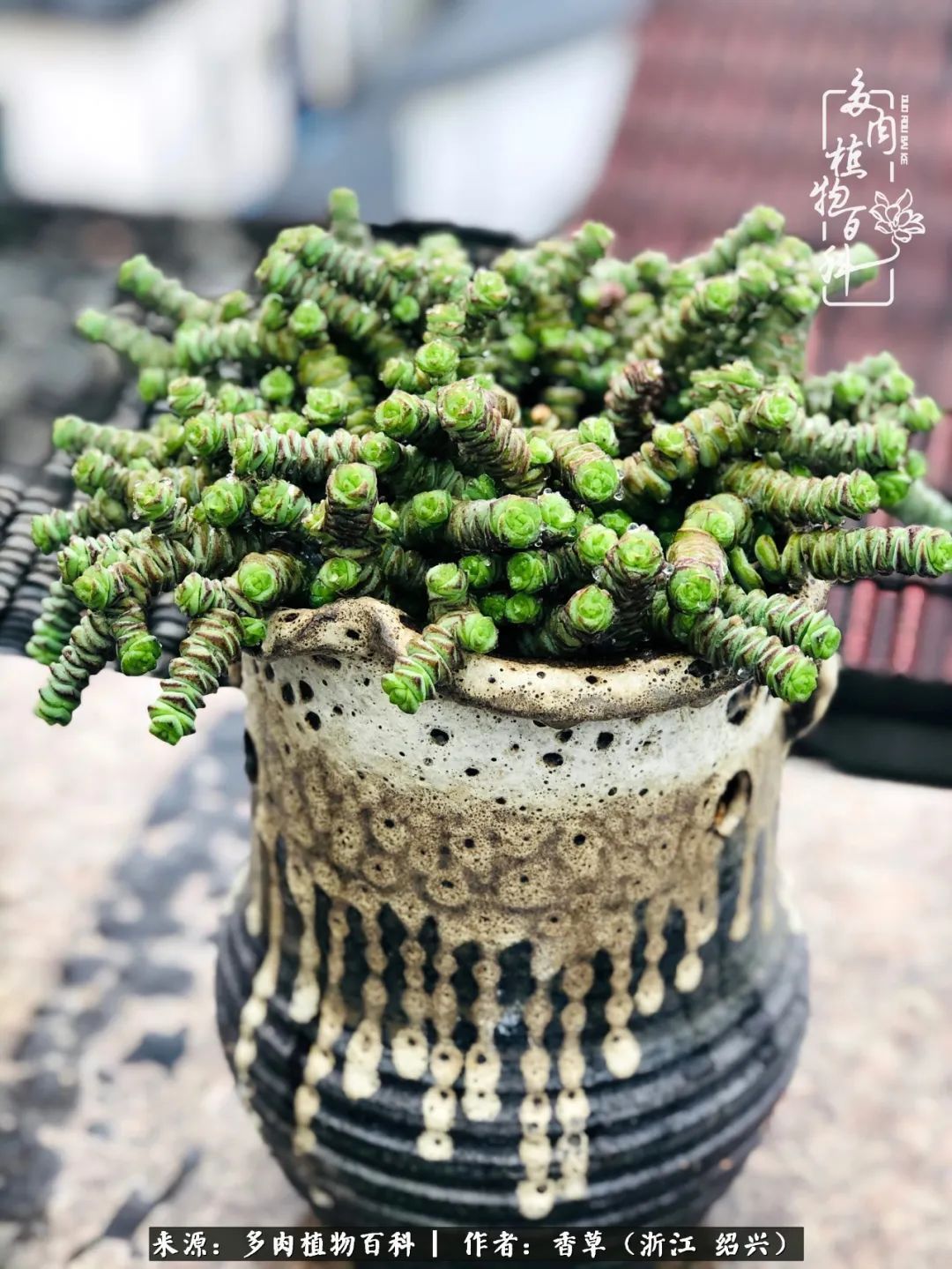 阳台上的一亩三分地，我愿与你一起，与时光媲美！