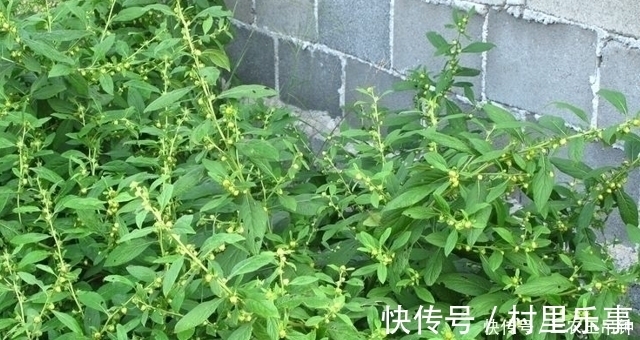 繁殖|墙角下这野草, 看似不起眼, 却是“牙痛”的良药, 见到请留意