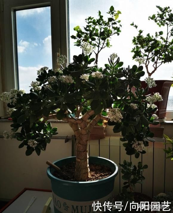 新的一年，给玉树“剃剃头”，主干长得更粗，侧枝还能扦插