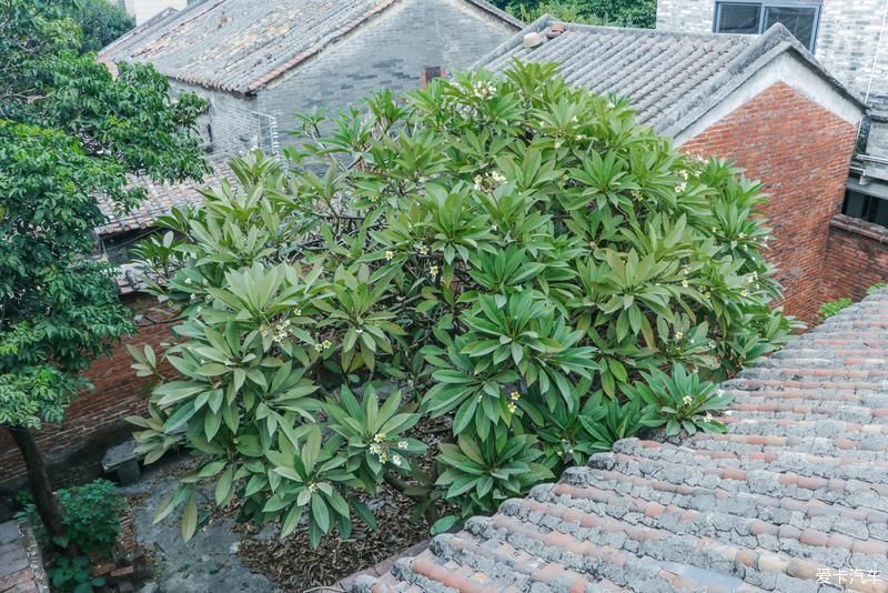 村里|古村里的顺德味