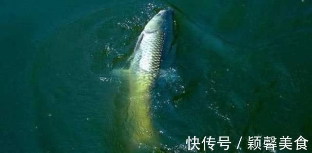 野钓实战探讨，短子线和长子线之间，哪一种优势更大