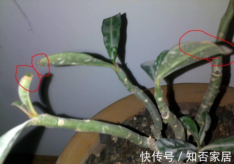 原产地|沙漠玫瑰叶子发黄掉落怎么办,别着急沙漠玫瑰叶黄解决方法看这里