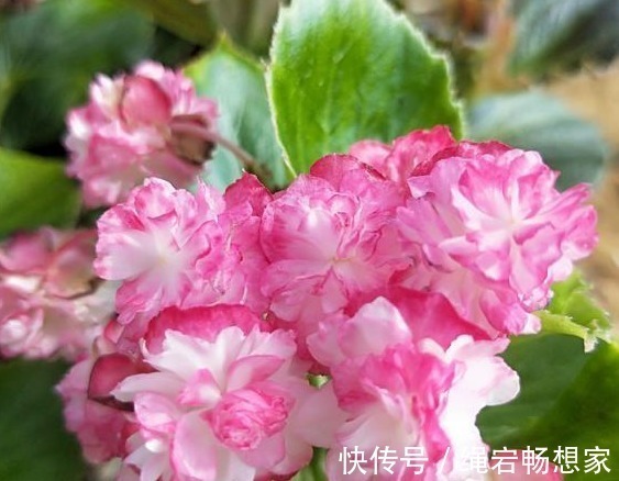 玫瑰花开|8天后,玫瑰花开,和好如初,3星座好运降临,余生不再辜负