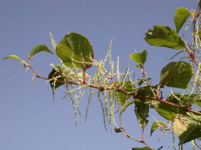 魔鬼|入侵英国170年的魔鬼植物,在我国却是吃货最爱,10元一斤很畅销