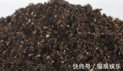 荣耀的象征之花,对于它的养植,你了解多少