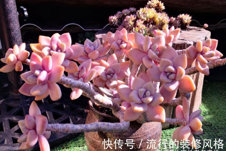 胧月和冬美人，同为最常见的多肉品种，谁在高温地区的表现更好？