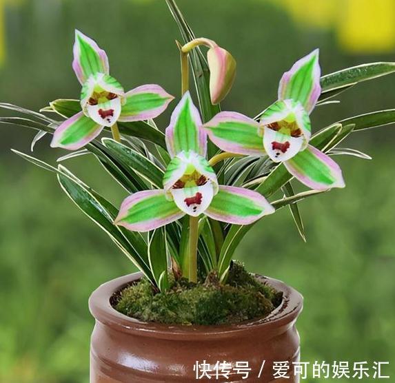 阳台养花选这种兰花,花开之后香气浓郁,好养好打