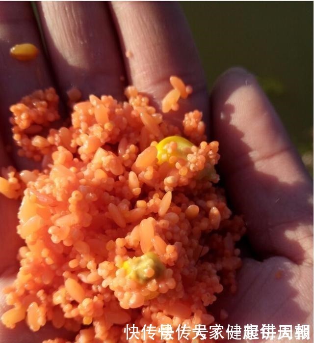 味道|你泡的酒米为啥不上鱼不搞定这些细节,大板鲫是不会咬钩的