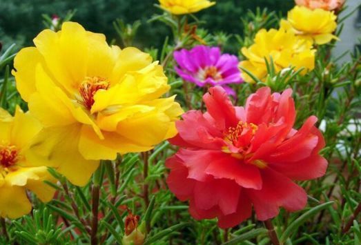 花卉|从6月7日开始，家养此款花卉，花叶具美，花儿轻松开爆盆