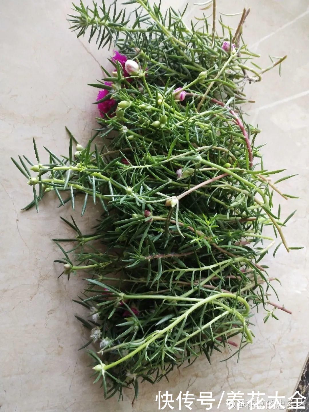 11种常见花，现在扦插，成活率特高