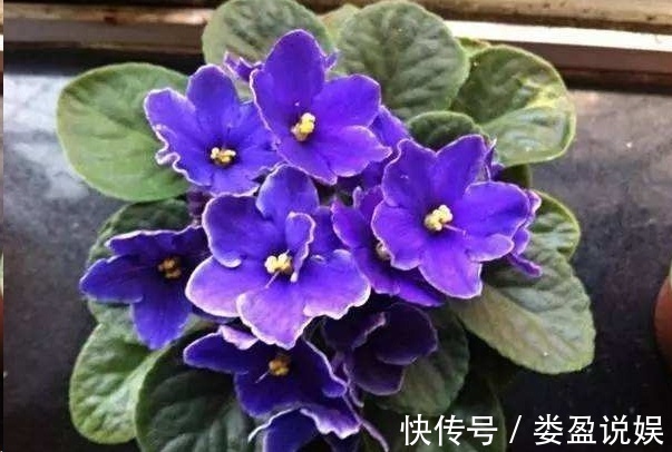 长寿花|别再浪费钱买花了,这些花掰片叶子就能长一大盆,省下好多钱!