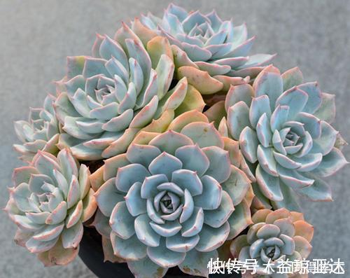 家里养多肉植物，掌握4个要点，立马变精神，叶片饱满上色美！