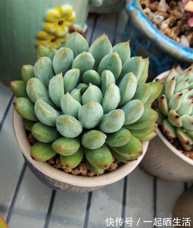 入秋后多肉如何变美,看看对比照来学习养护经验!