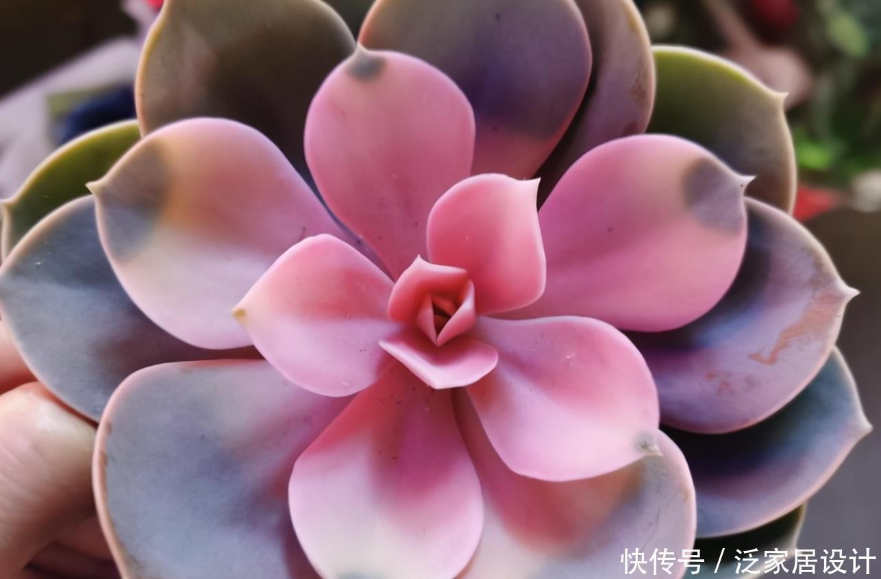 这些多肉新手买一盆死一盆,已被肉友拉进“黑名单”,买了浪费钱