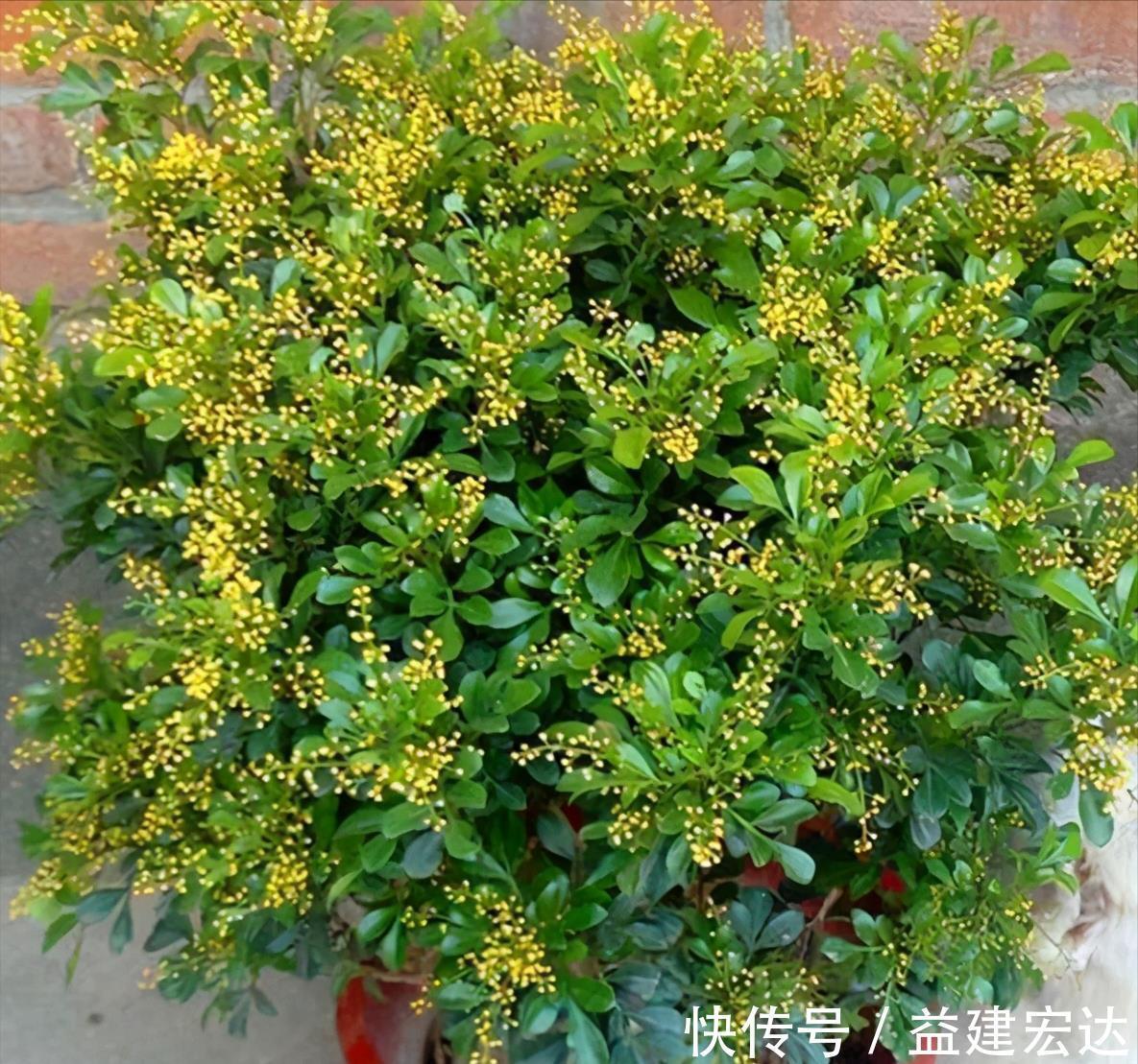 下雨天|下雨天,这些花快扔出去,淋一淋,呼呼冒新芽,花开一大盆