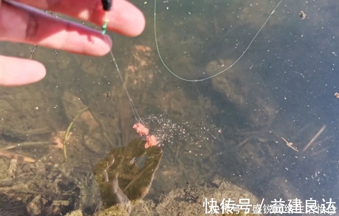 拉丝|饵料中拉丝粉太多的利与弊,解决办法其实很简单,只要不嫌麻烦