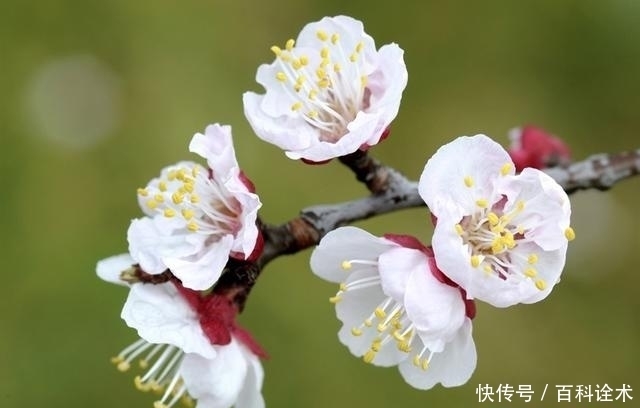 官宣！北京春游赏花，赏杏花推荐了4个地方，最有名的那一个估计大家都知道！