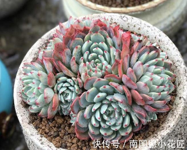 新买的多肉回家做了这一步,可以减少多肉90%死亡率