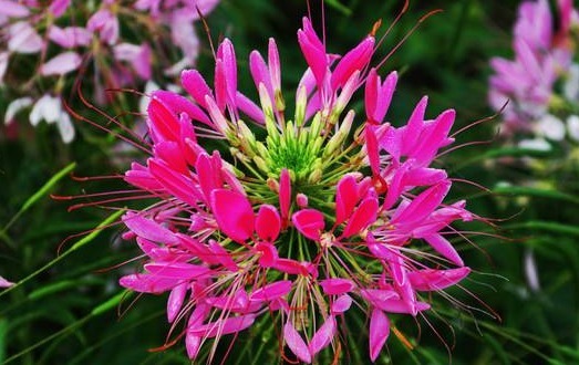 1种“新奇花”,远看似大花球,近看似群小蝴蝶,比菊花趣味十足