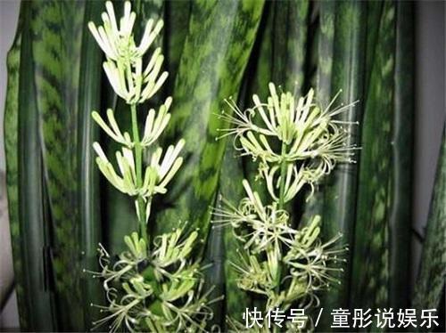 发财树|都误以为这6种绿植不开花，殊不知开花给人惊喜感，养护有技巧
