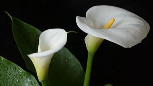 马蹄莲|4种有毒花，碰了麻烦大，再喜欢也别养，扔都不来及