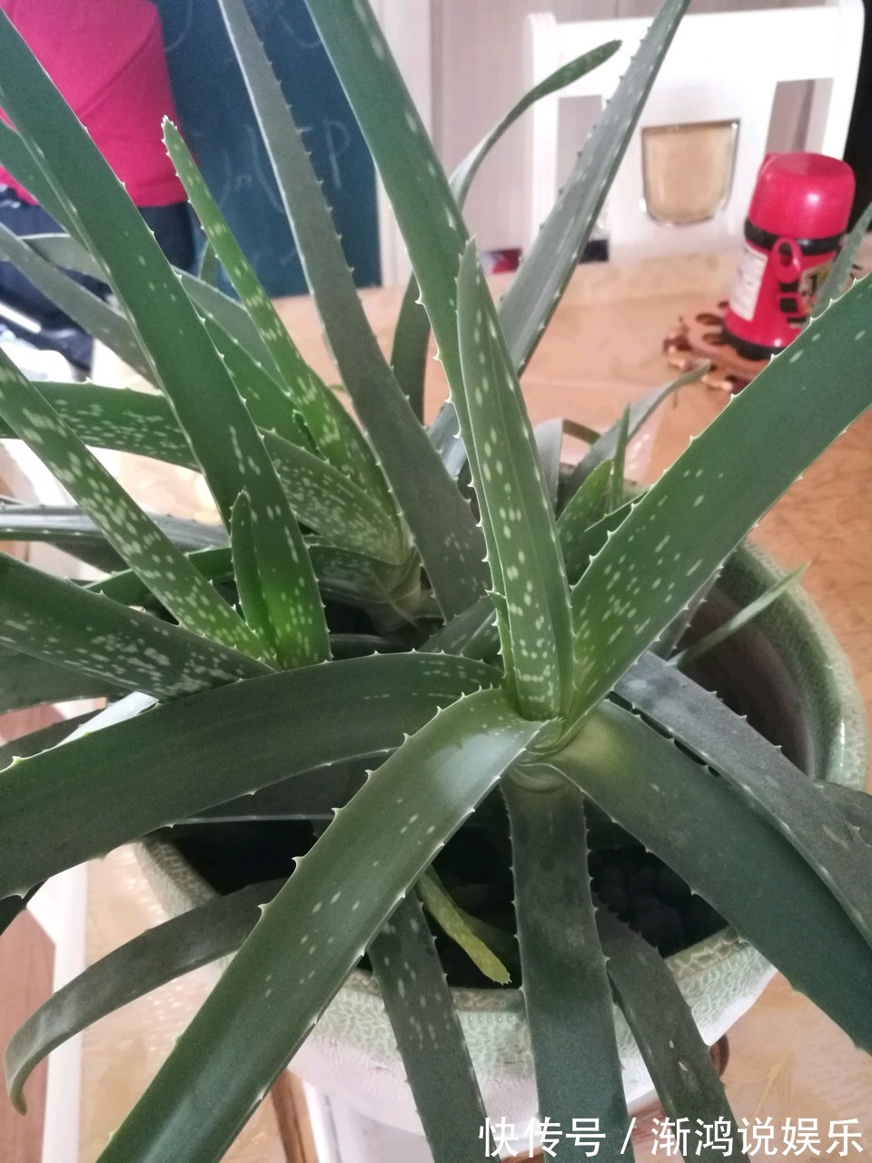 秋天|秋天来了,养芦荟做个“小手术”,从头再来!小苗“塞满”花盆
