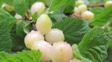 常吃|女性常吃此物,皱纹少,色斑少,视力越来越好,很多人都没吃过