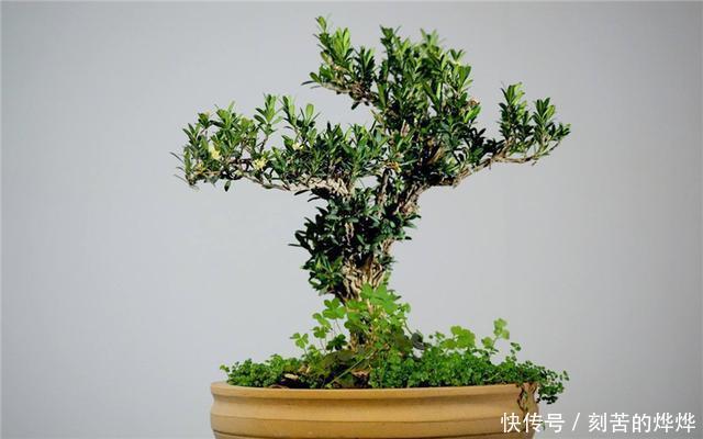 黄杨盆景姿态优美是如何制作的后期养护，盆景制作方法在这里