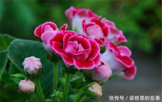 淋死|梅雨季节仙人掌、文竹、兰花、芦荟等别淋雨,很容易淋死