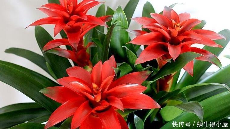 盆栽|养花就养这5款植物，大吉大利，盆栽打理方法简单