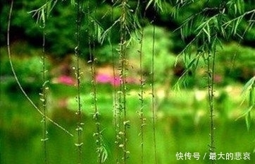 这十首咏柳诗,都是名家经典,记不住也要读一遍