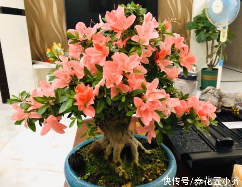 杜鹃花春天有“三勤”，做好叶子油绿满树新芽，到了花期就爆盆