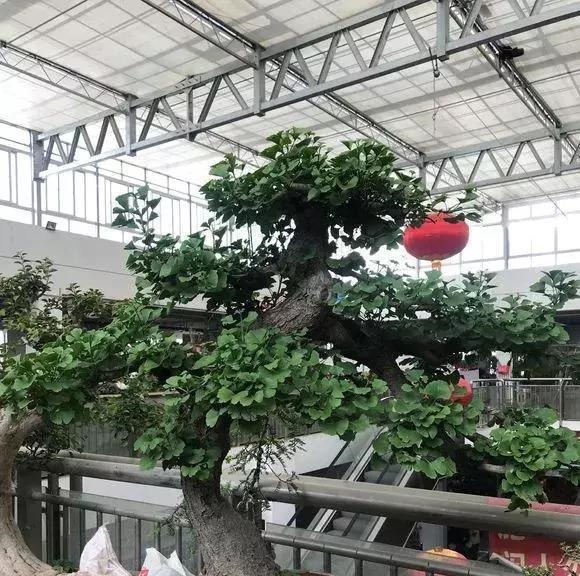这3种盆景可以养成传家宝，再穷也要养，越老越值钱！