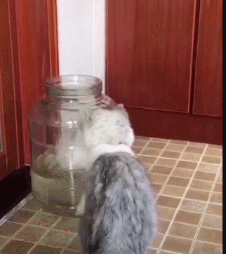 |小白猫跳罐子里抓鱼,灰猫在一边看笑话,网友:看热闹不嫌事大!