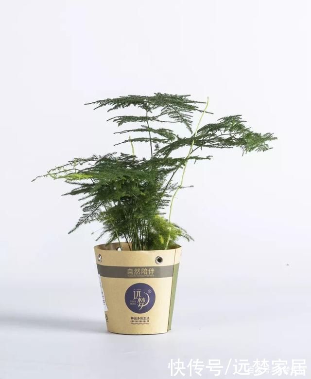 养绿植有讲究!选这几款好看还旺宅!