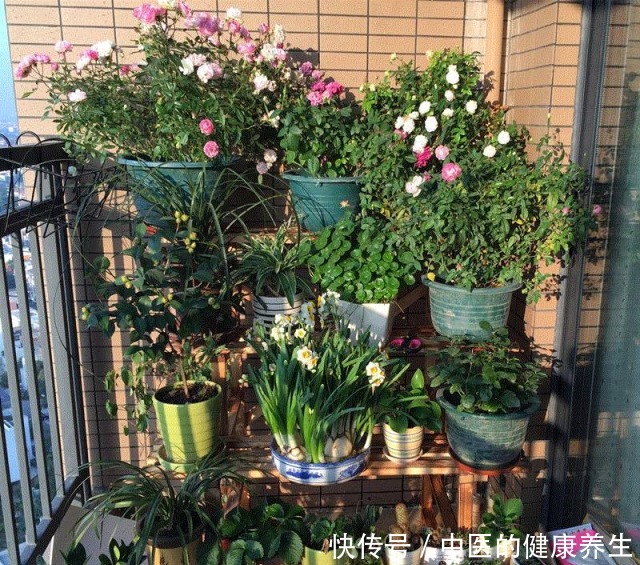 垃圾桶旁边一堆快死的花,到底该不该捡悄悄拎回家赚大发了!